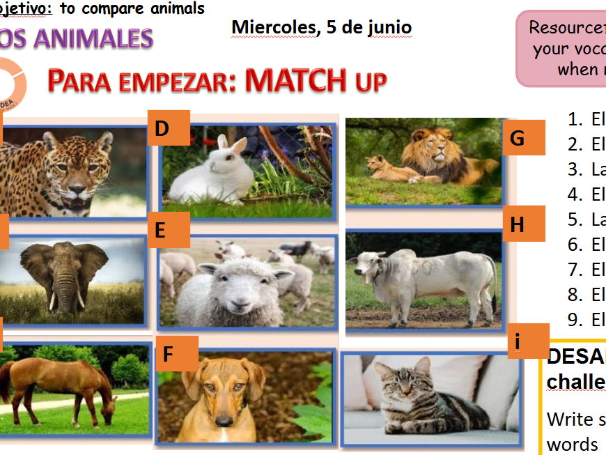 Spanish KS3 animals and adj