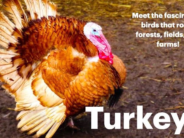 Turkeys: Animated Keynote/PPT Presentation, Colorful Science
