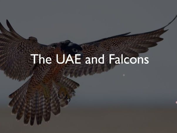 Falcons – National Symbol, Heritage and Adaptations (Grade 4–5 UAE Social Studies)