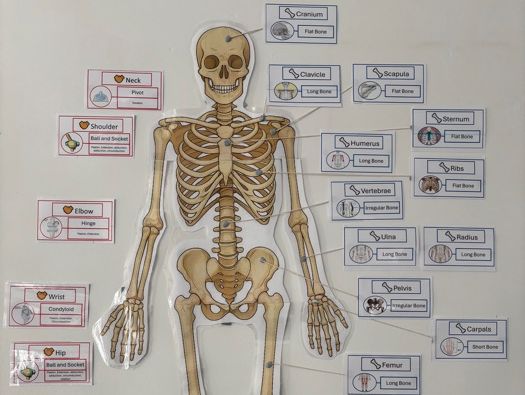Bones & Joints Educational Display – GCSE PE / Biology