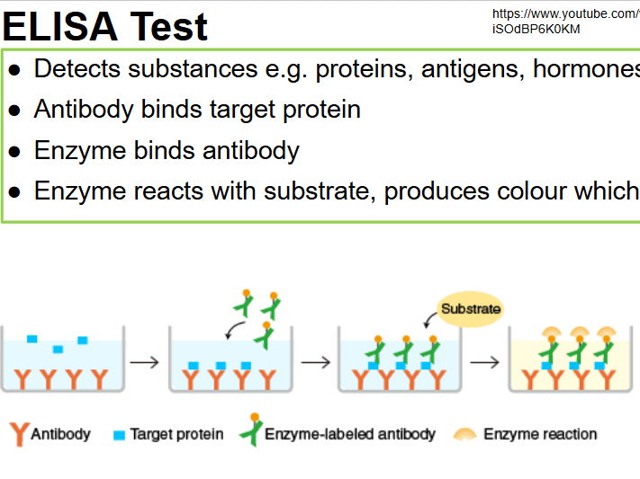 AS Level - AQA - Antibodies - Elisa - Mab Production - Exam Questions