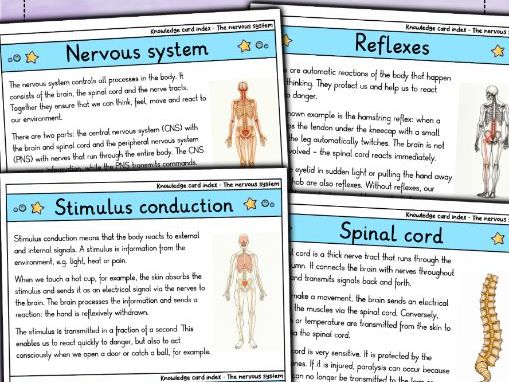 The Nervous System - Flashcards | Biology | Structure, Function & Types