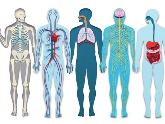 Human Biology