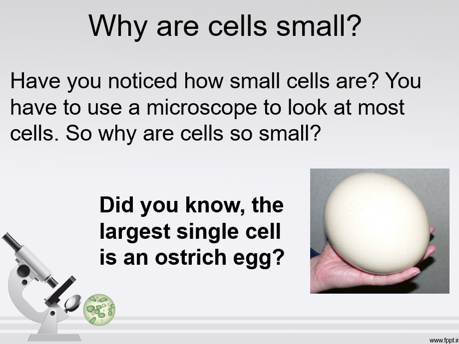 PowerPoint: Cell Size