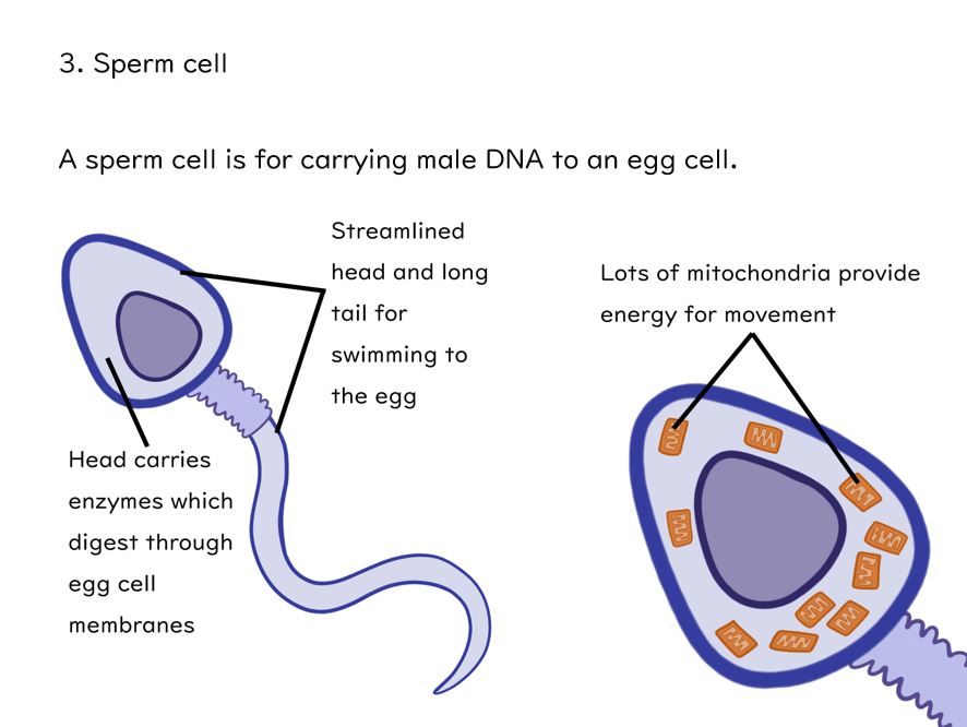 Specialised Cells Slides And Worksheet GCSE Biology AQA Teaching