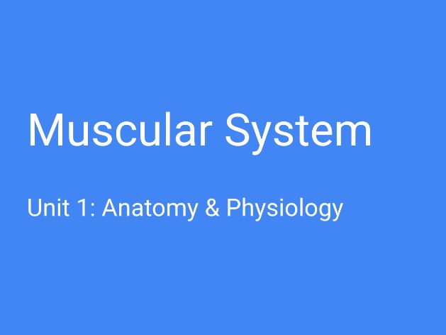 BTEC Unit 1 - A&P - Muscular System