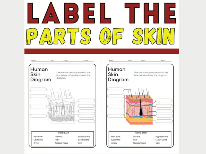 Label the Parts of The Skin: Anatomy Coloring Activity End of year Activities