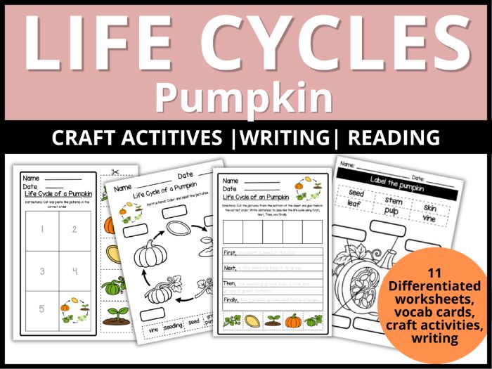 Life Cycle of a Pumpkin Worksheets EYFS - KS1