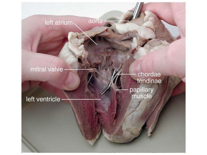 OCR A Level Biology PAG 2.1: Mammalian Heart Dissection & Biological Drawing