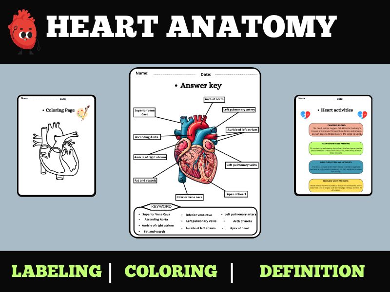 Heart Anatomy | Labeling, Coloring, and Definition Worksheets