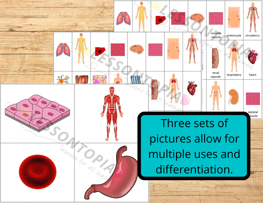 Levels of Organization Body Systems Card Sort Teaching Resources