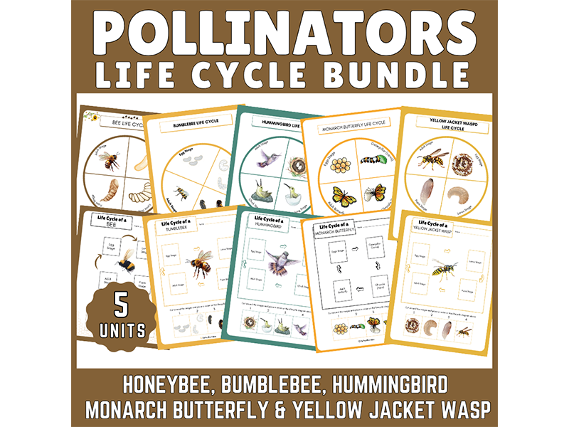 Summer Pollinators Life Cycle: Honeybee Bumblebee Hummingbird Butterfly & Wasp