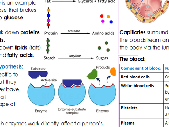 Organ Systems in Animals - Critical Content Sheet (AQA GCSE Biology - Triple)