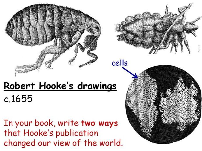 Microscopes and Magnification Year 7 Lesson PowerPoint (KS3 7Ac) Theory Basics Teaching Resources