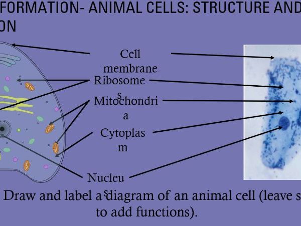 GCSE Biology : animal and plant cell