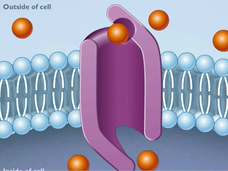 Complete A-Level Biology Lesson: Transport Across Cell Membranes