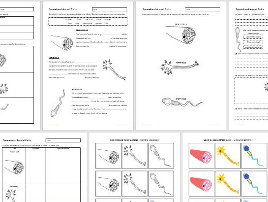 B1 Specialised Animal Cells - Worksheets
