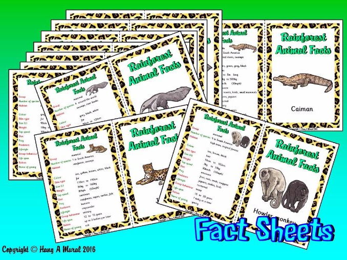 Rainforest animals facts for school