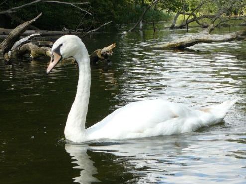Carnival of the animals - Water Animals unit