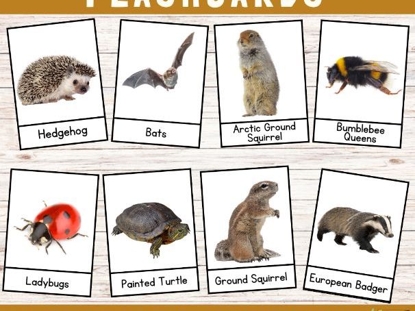 Hibernating Animal Flash Cards - Winter Animal Vocabulary Montessori Cards