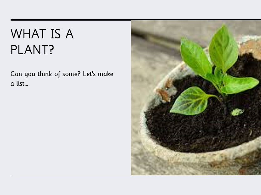 Plants KS1 Teaching Pack