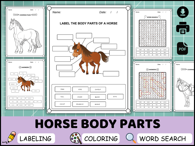 Horse Body Parts Worksheet, Labeling Diagram, Coloring Page, Word Search Printable (PDF)