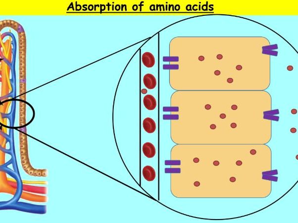 WJEC AS Biology Unit 2 Powerpoint