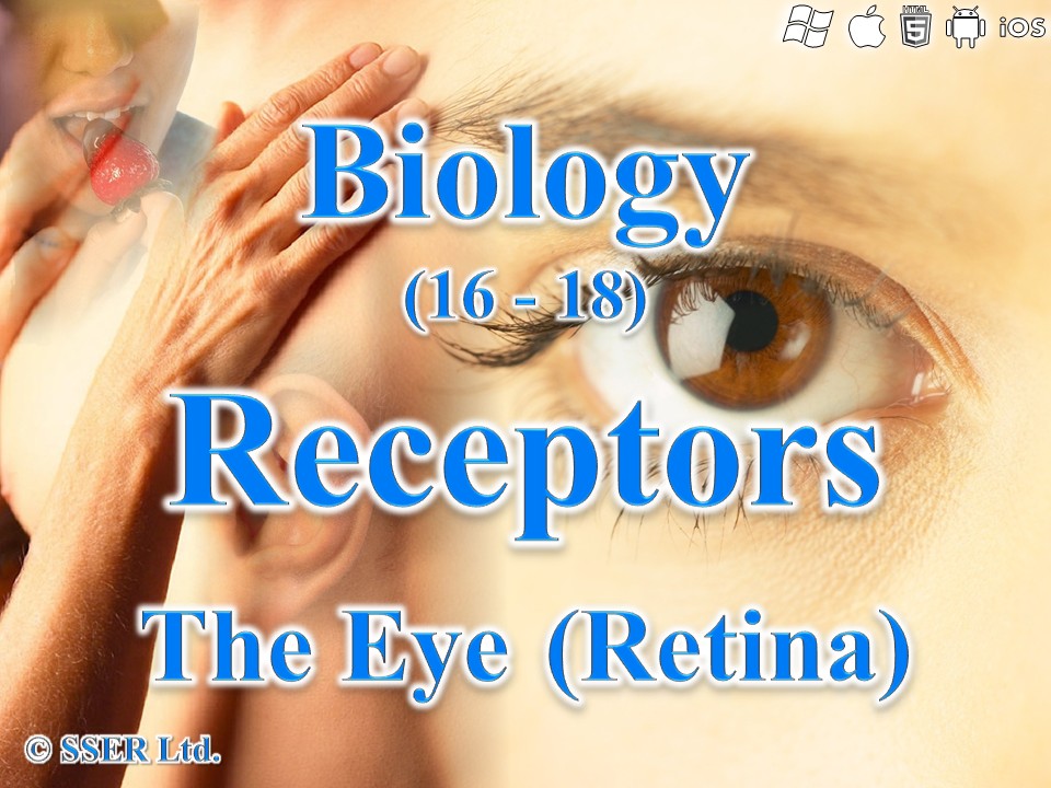 BioA_9.7 The Eye (Retina)