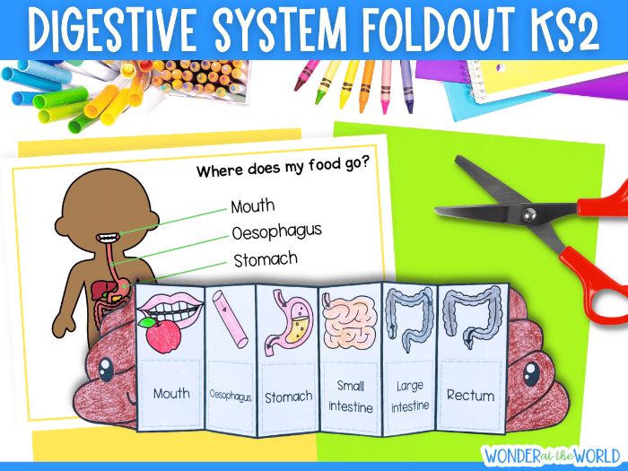 The digestive system foldable sequencing cut and paste science activity KS2 year 4