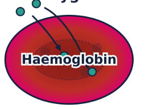 Animals, including humans - The Components and Role of Blood