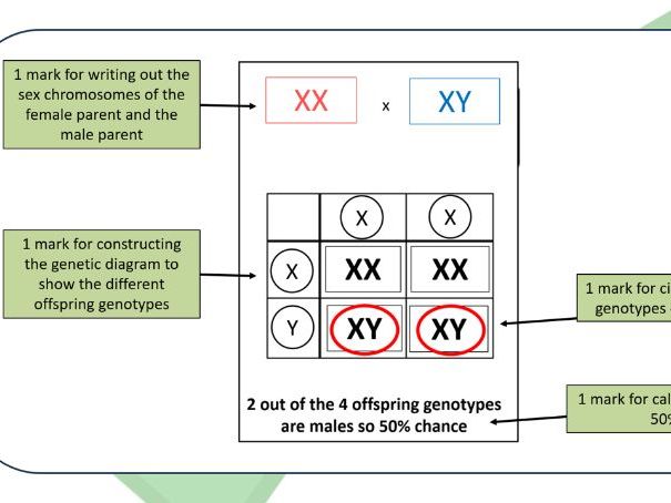 Sex determination REVISION