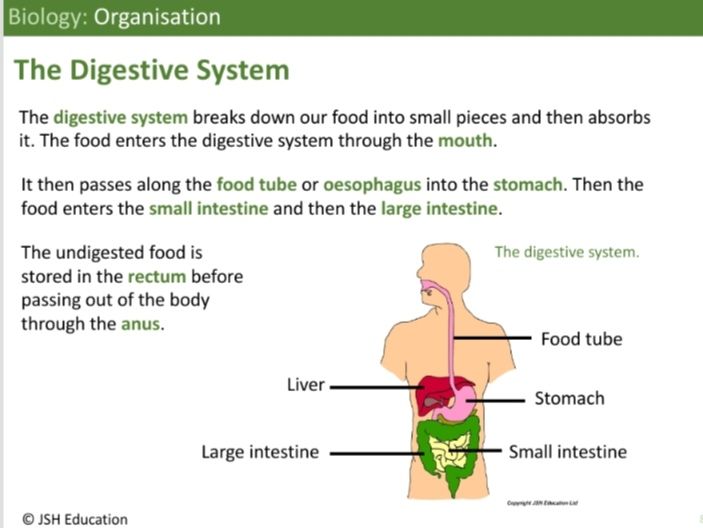 KS3 Biology: Organisation
