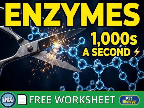Digestive Enzymes - FREE KS3 Biology Worksheet with Answers