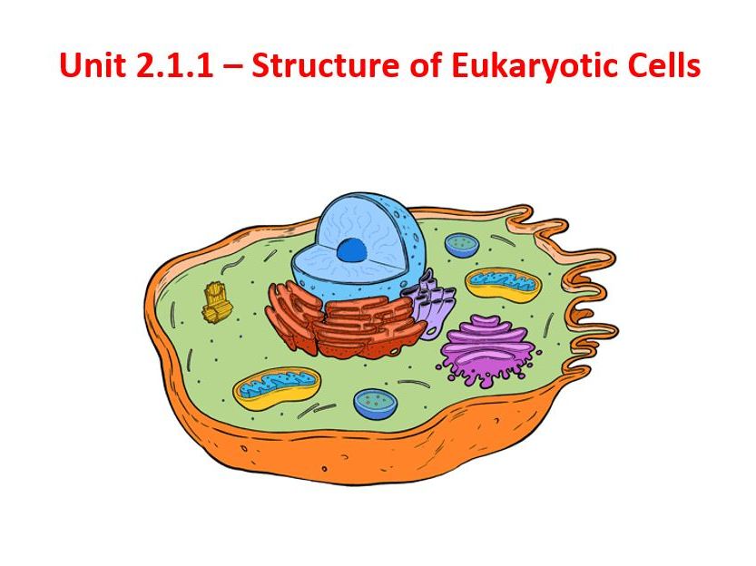 Alevel Biology Aqa Notes Structure Of Eukaryotic Cells