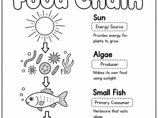 Food chain Colouring worksheet - algae to bear