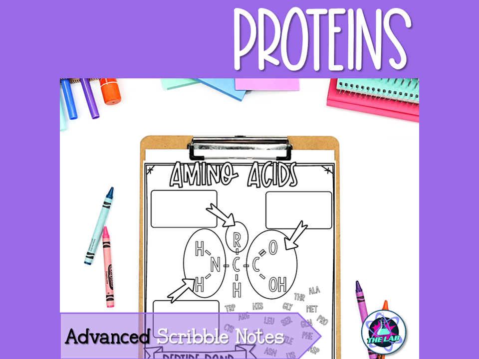 Proteins Scribble Notes