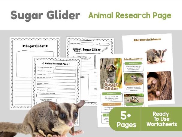 Sugar Glider Research Project | Gliding Mammals and Adaptations