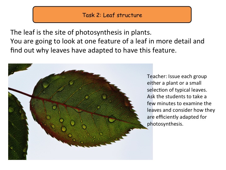 8.1 Photosynthesis NEW GCSE Biology specification