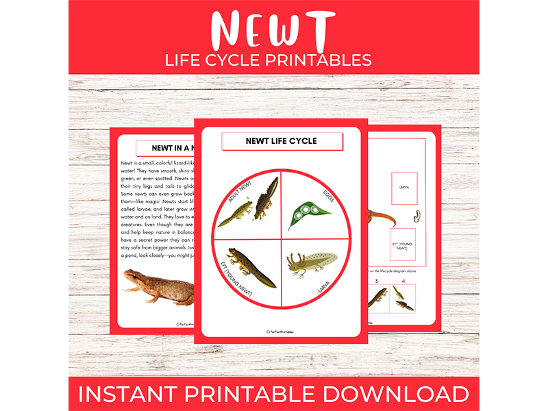 Life Cycle of a Newt Worksheet | Amphibian Unit Study With Fun Facts
