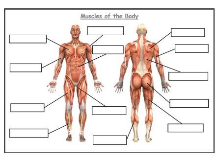 AQA - GCSE Physical education - Blank Muscles worksheet by burnsinwigan