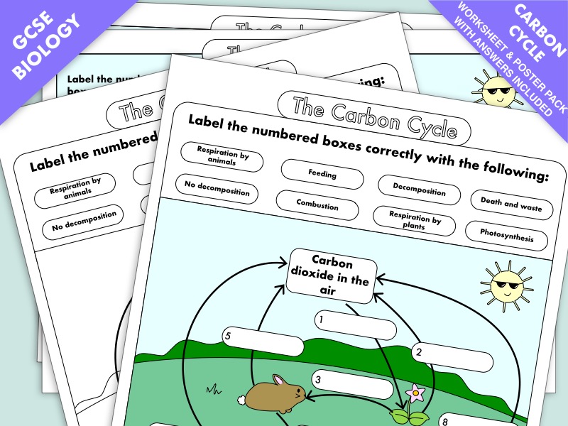 GCSE Biology: Carbon Cycle worksheets and A3 wall posters UPDATED