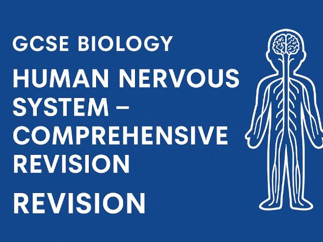 GCSE Human Nervous System