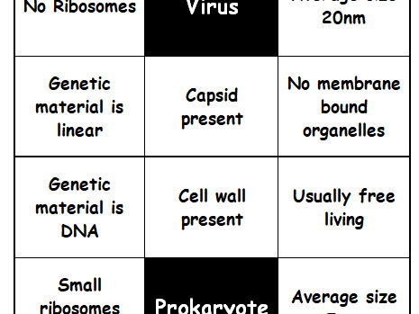 Bactera vs. Virus vs. Eukaryote - matching (27 cards)