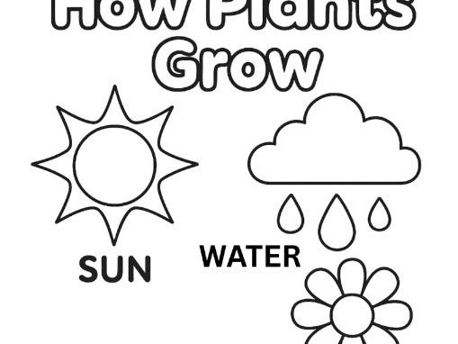How Flowers/ Plants Grow Kindergarten Science Colouring Sheet