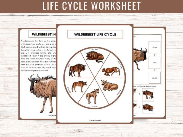 African Wildebeest Life Cycle: Grassland Animal Science Unit Study & Fun Facts!