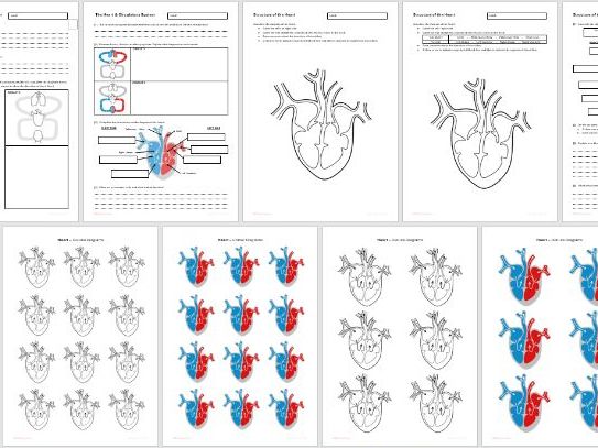 B2 The Heart - Worksheets