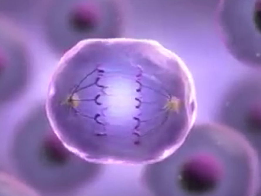 Mastering Mitosis: A Complete A-Level Biology Lesson Pack