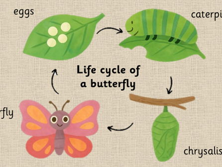 Butterfly and frog life cycles