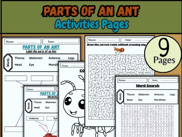 Parts of an Ant Worksheet | Insect Anatomy Labeling Activity