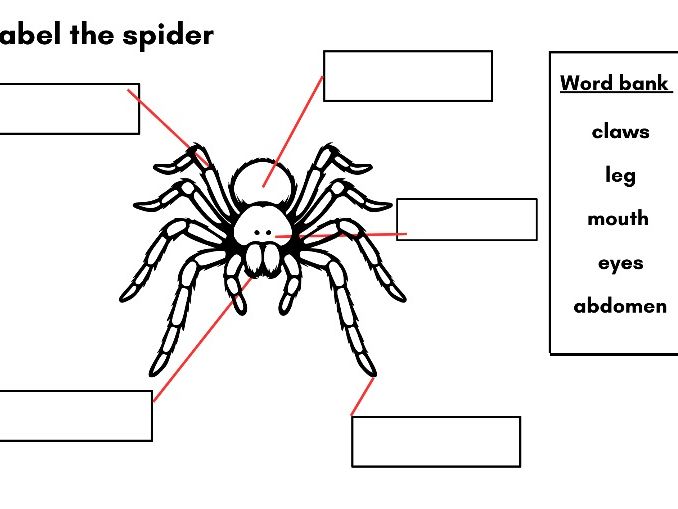 Label the Spider Worksheet – Minibeasts Science Activity